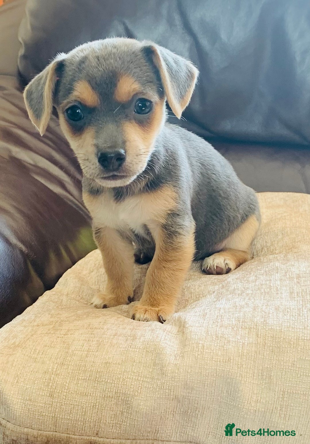 Jack Russell dogs for sale: Outstanding miniature Jack Russell puppies  - Image 4