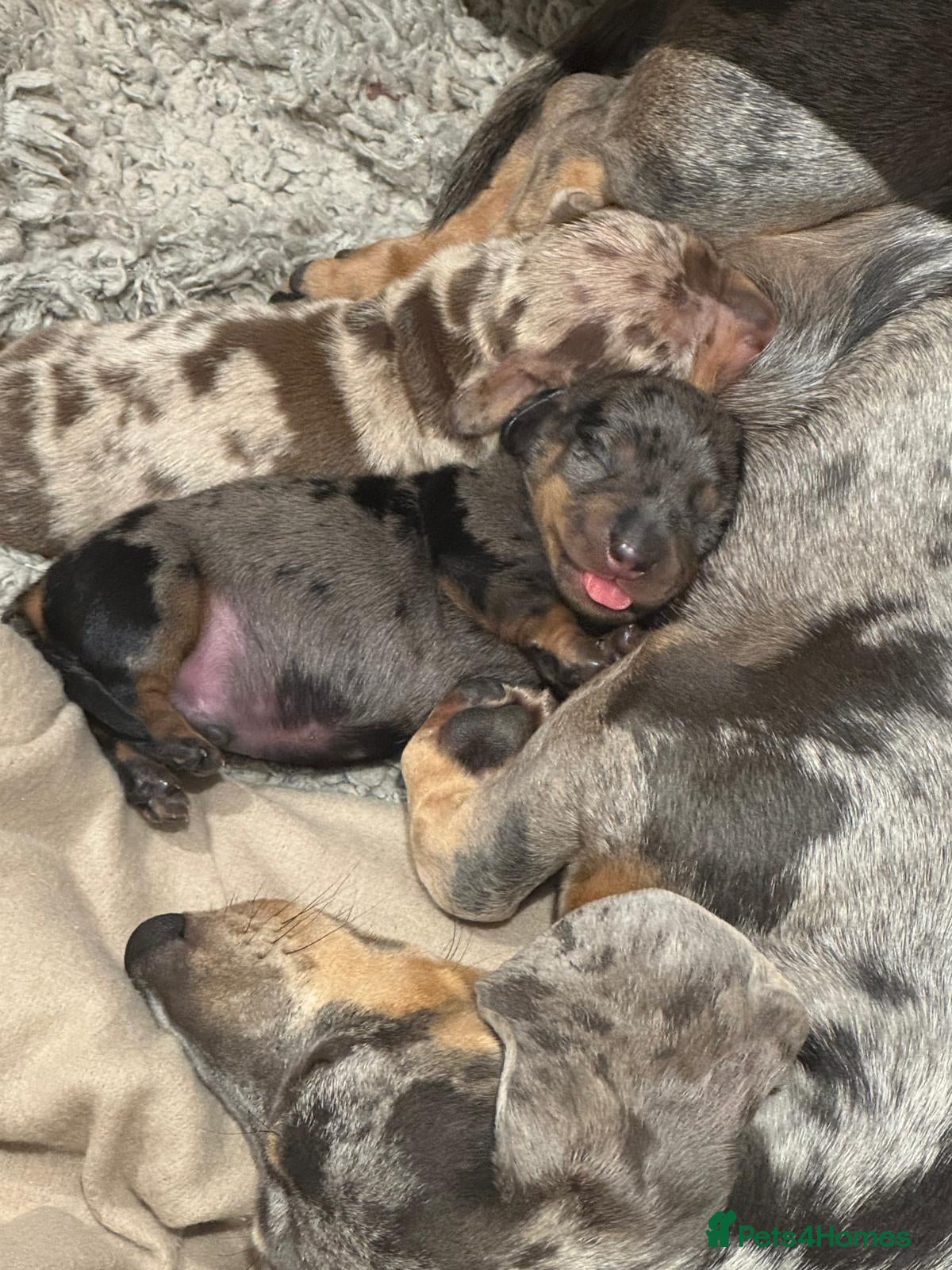 Miniature Dachshund dogs for sale: Miniature dachshunds - Advert 2