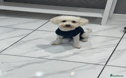 Poochon dogs for sale: Mother and son - Image 15