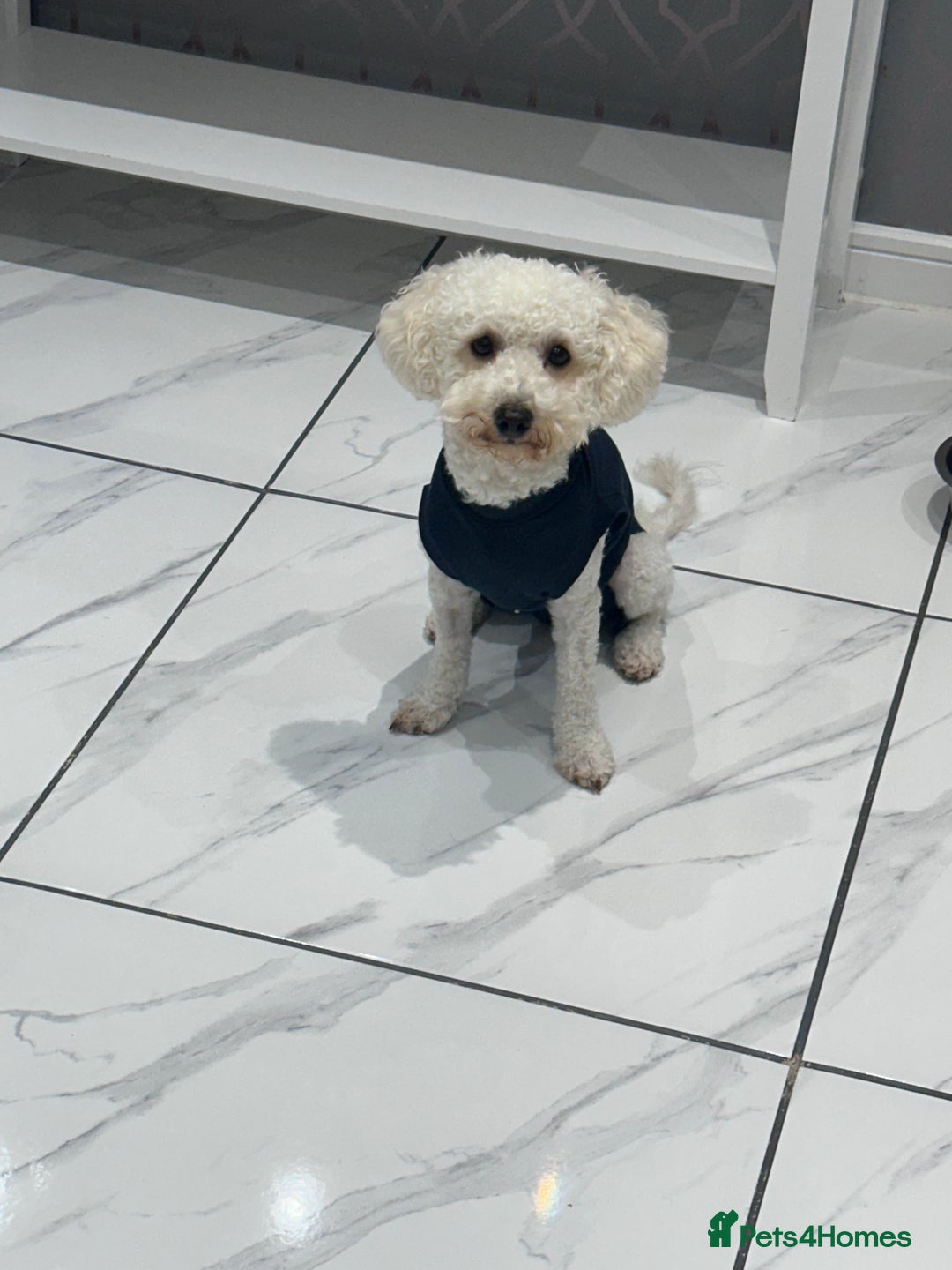 Poochon dogs for sale: Mother and son - Image 15