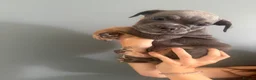 Olde English Bulldogge dogs for sale: Olde English Bullldogs  - Advert 11