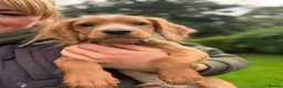 Cocker Spaniel dogs for sale: Fullyhealth tested red male working cocker spaniel in Kinross - Advert 3