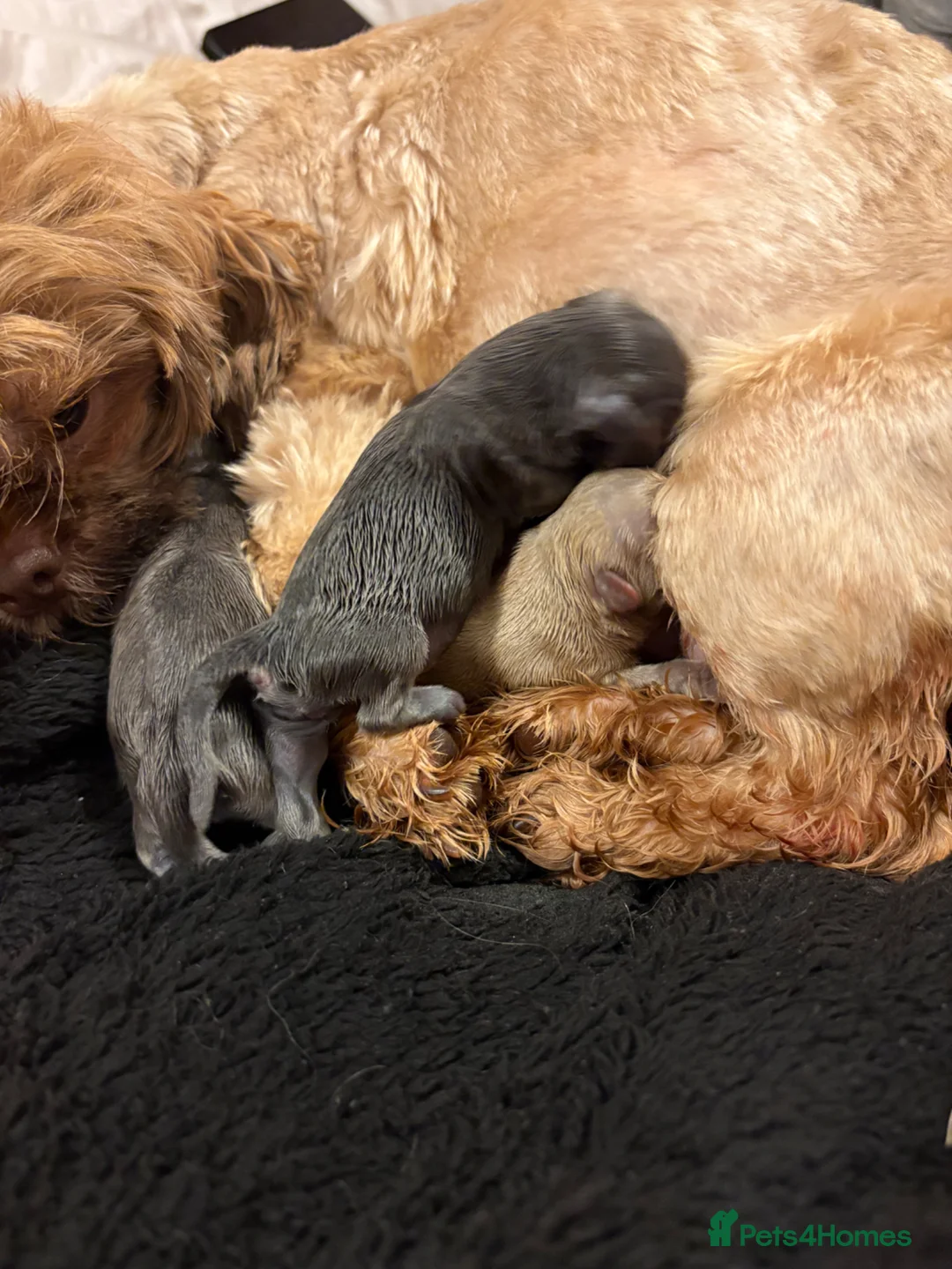 Shih Tzu dogs for sale: Beautiful Blue Female KC Health Tested  - Advert 2