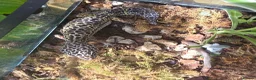 Leopard Gecko reptiles for sale: 2 female leopard geckos in Edinburgh - Advert 3
