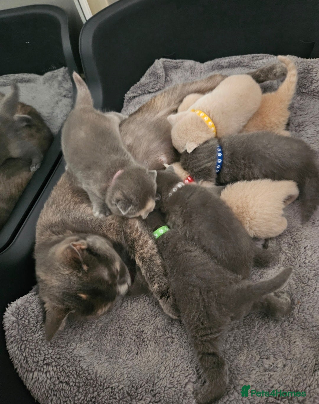 British Shorthair cats for sale: Pretty British shorthair  - Image 3