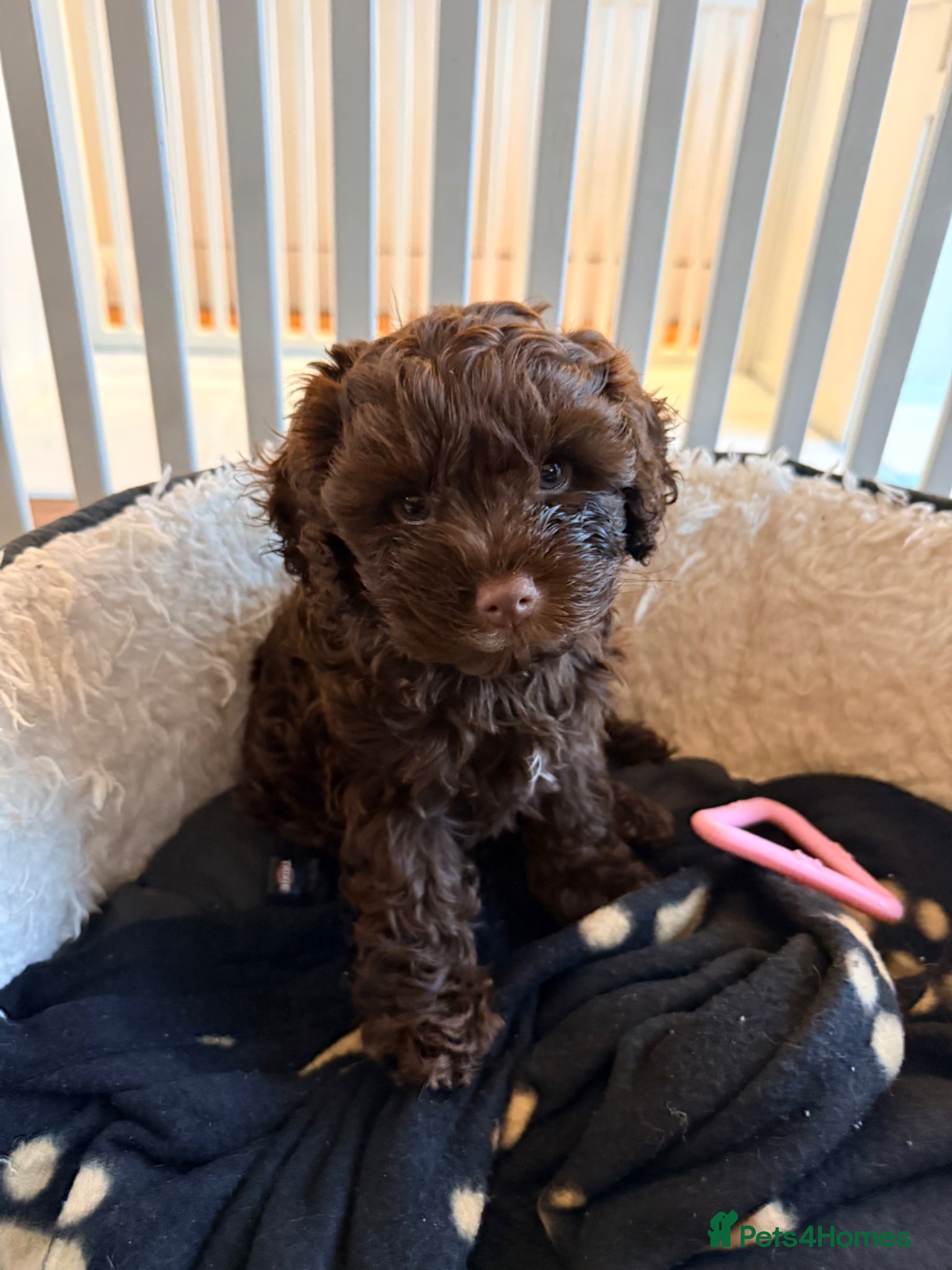 Mixed Breed dogs  Ready to go Cavapoo/Cockapoo pups £1650 OVNO  - Advert 1