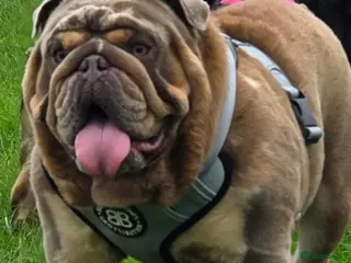English Bulldog dogs KC Registered Fullsuit Lilac Merle Stud - Advert 4
