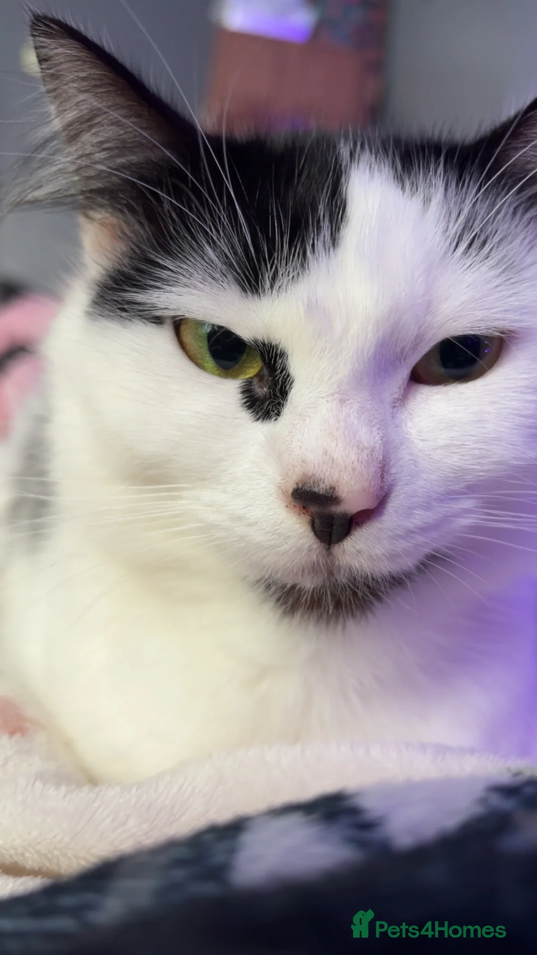 Mixed Breed cats for sale: Oreo  - Advert 4