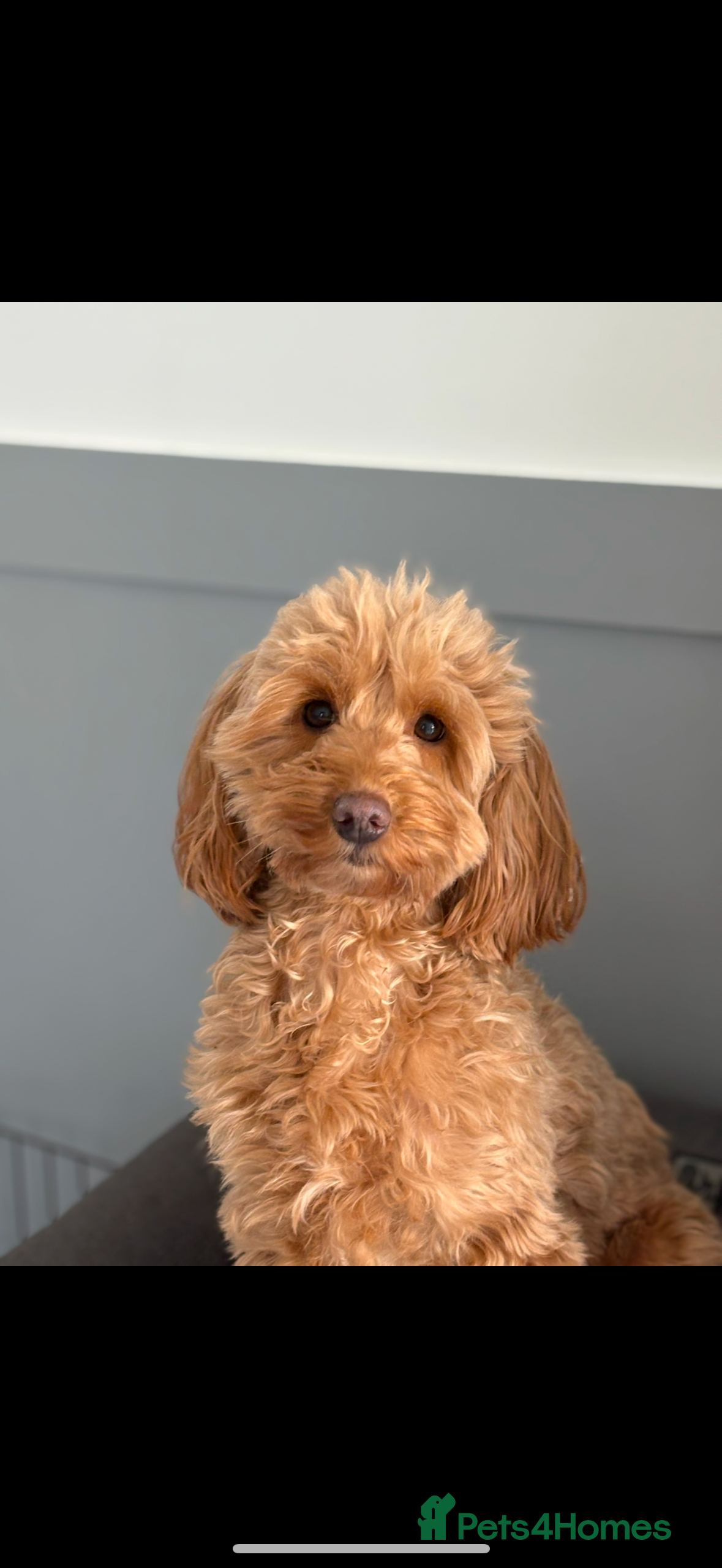 Cockapoo dogs F2 cockerpoo puppies  - Advert 1