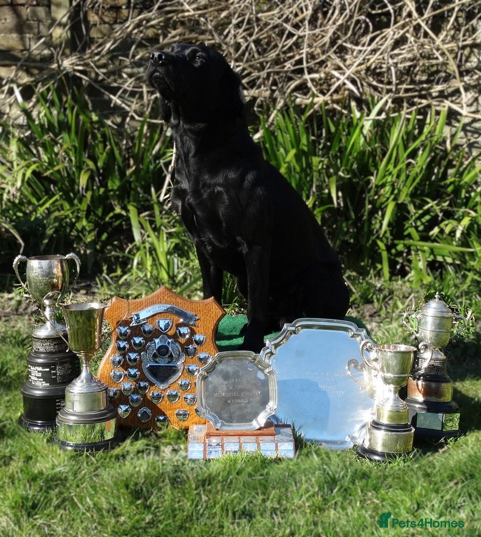 Labrador Retriever dogs FTCH Sired, K C Reg, Extensively Health Tested - Advert 1