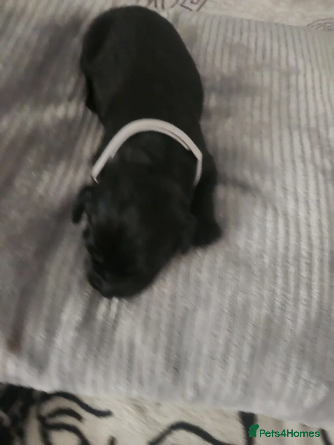 Labrador Retriever dogs for sale: 6 puppies in Houghton le Spring - Advert 2