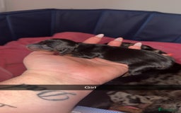 Miniature Dachshund dogs for sale: ✨ Miniature Dachshund puppies for sale!! ✨  - Image 4