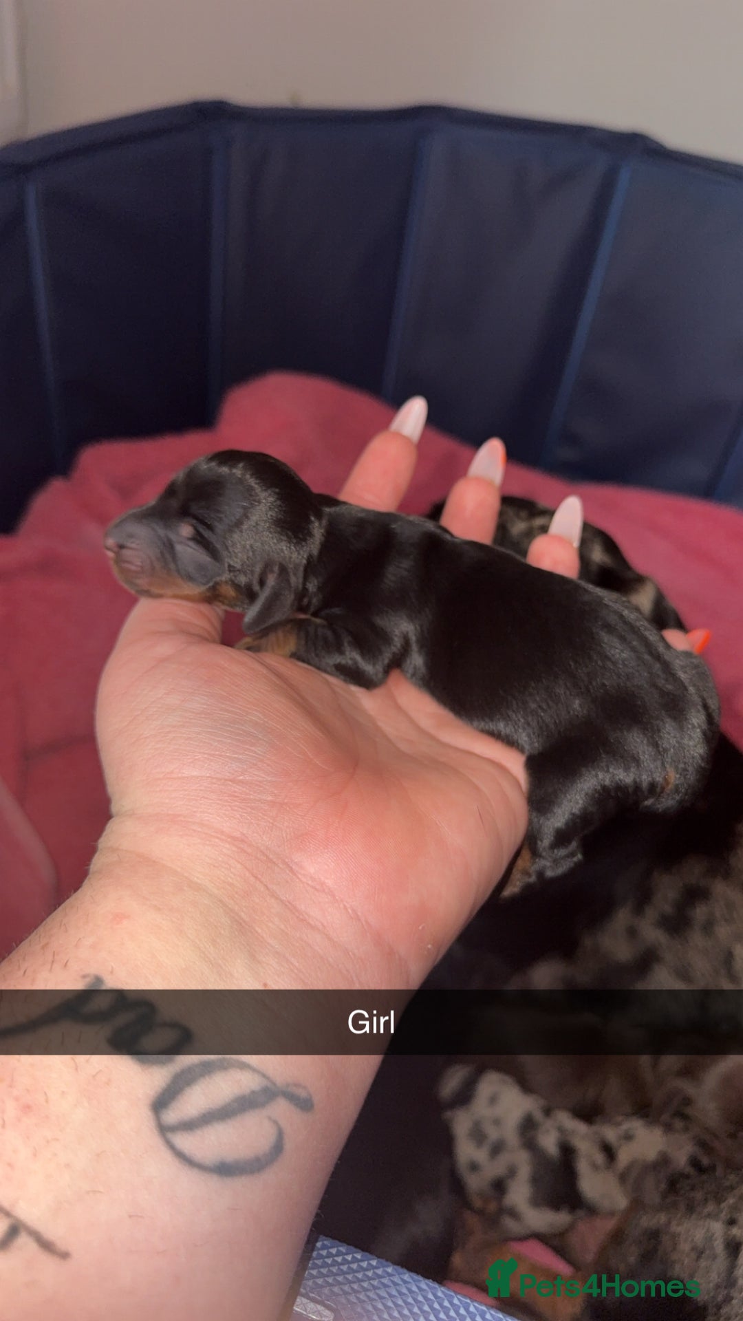 Miniature Dachshund dogs for sale: ✨ Miniature Dachshund puppies for sale!! ✨  - Image 4