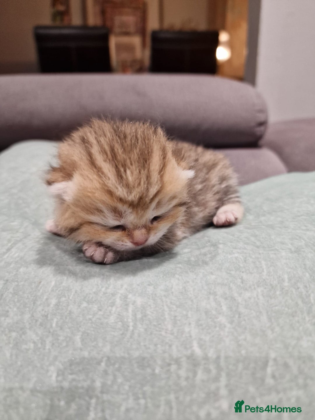 British Shorthair cats for sale: GCCF High Quality Chubby BritishShorthair Kittens. - Image 8