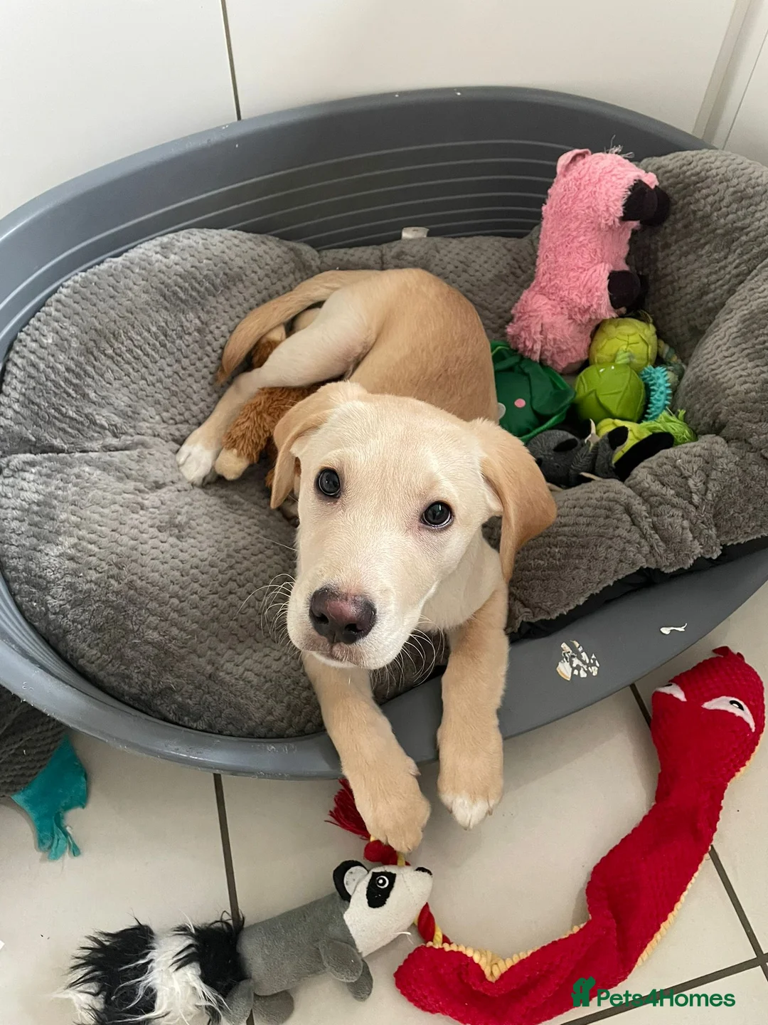 Labrador Retriever dogs for sale: Gorgeous 5 month old Labrador KC registered - Advert 2