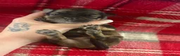 Pomchi dogs for sale: Pomchi Puppies - Advert 25
