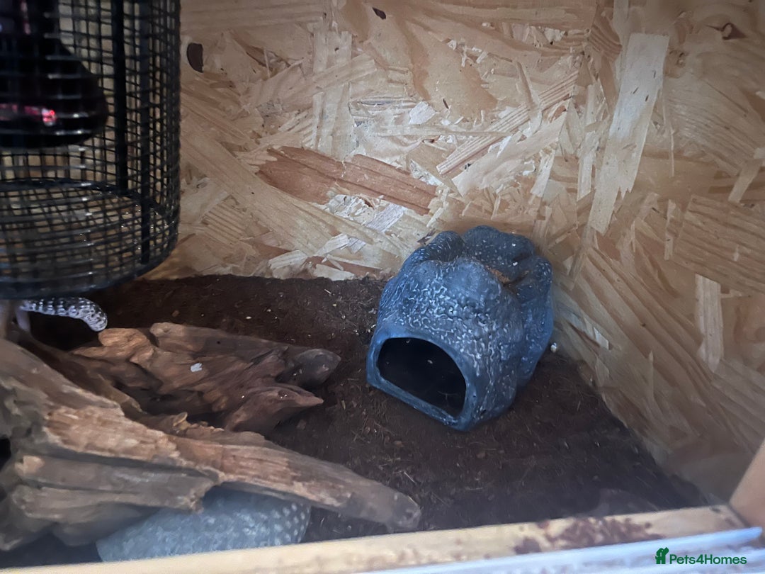 Leopard Gecko reptiles for sale: 2 leopard geckos and full set up  - Advert 2