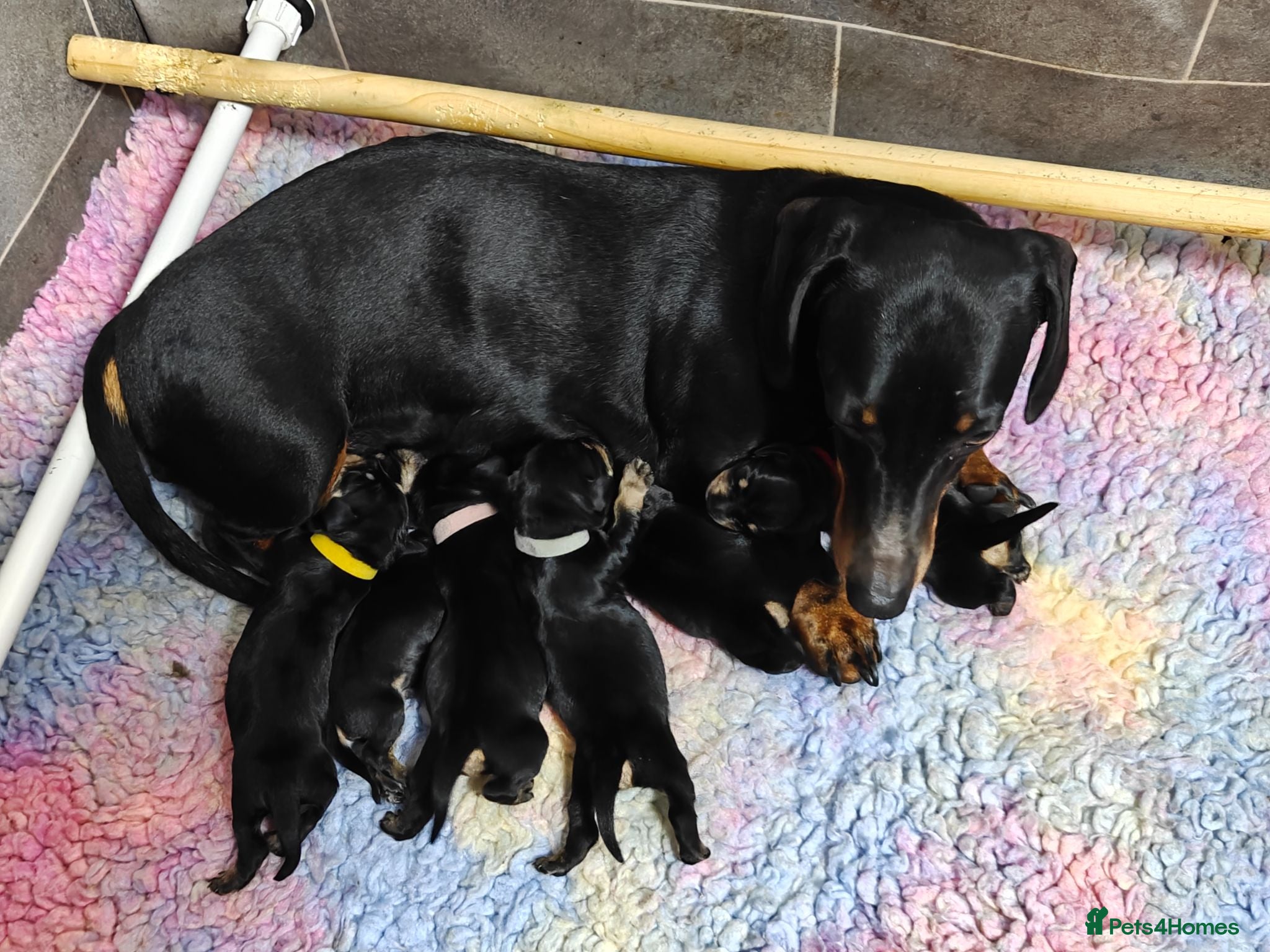 Mixed Breed dogs Schnoxie puppies  - Advert 1