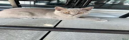 British Shorthair cats for sale: Pedigree British shorthair kittens  - Advert 5