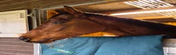 English Thoroughbred horses for sale: **Talented project Ex Racehorse** - Advert 2