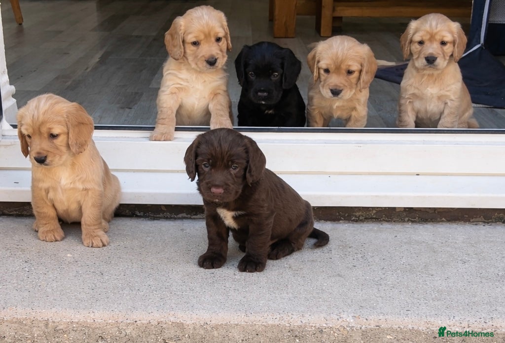 Cocker Spaniel dogs Cocker spaniel puppies - Advert 18