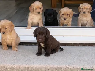 Cocker Spaniel dogs Cocker spaniel puppies - Advert 18