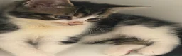British Shorthair cats for sale: Beautiful Kittens Looking for Loving Homes  in Luton - Advert 10