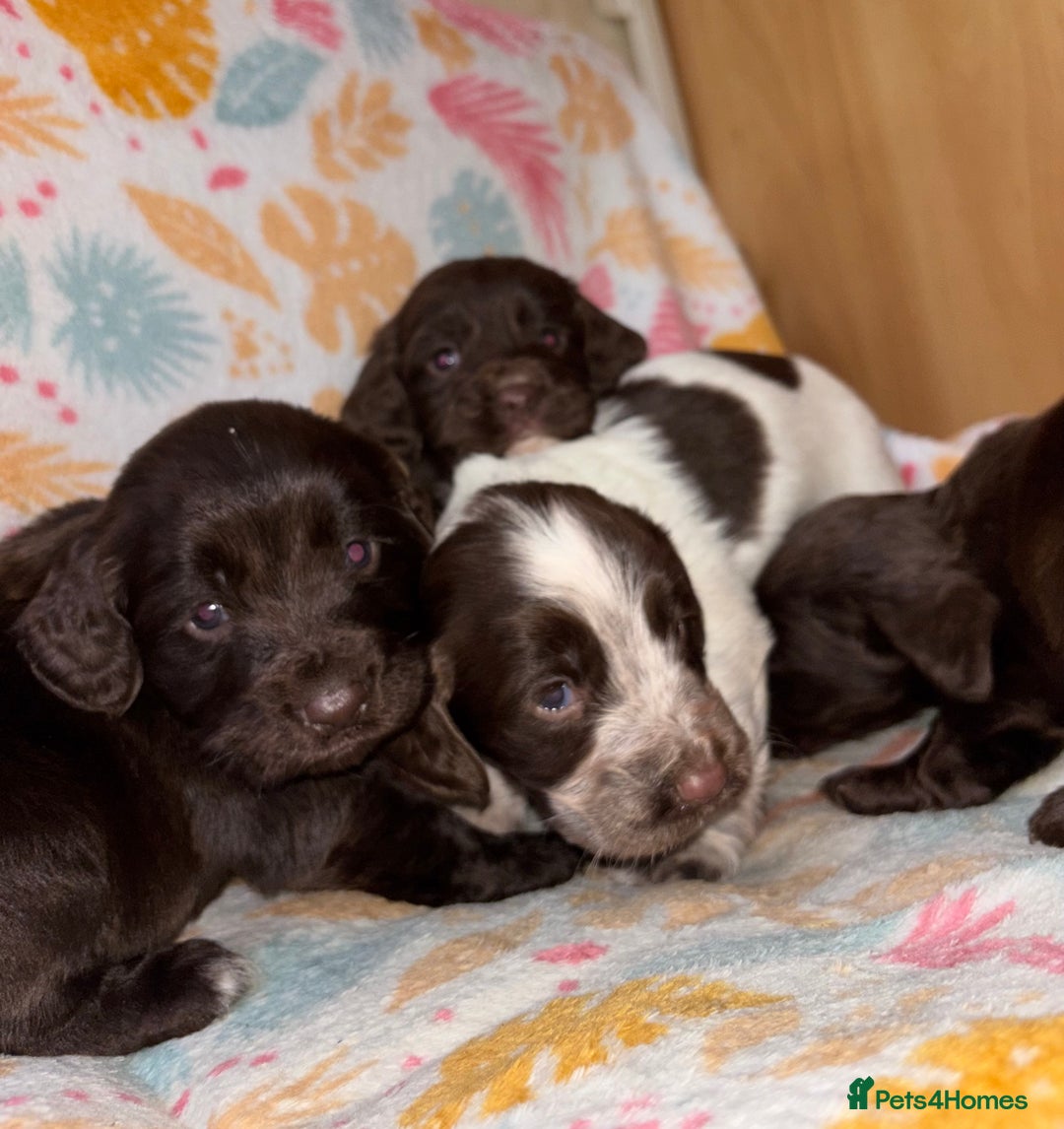 Cocker Spaniel dogs for sale: Cocker spaniel puppies - Advert 4