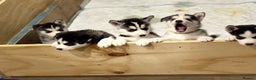 Siberian Husky dogs for sale: Siberian Huskies 2 male 4 female  - Advert 5