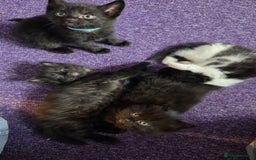 Mixed Breed cats for sale: One male and female tabby kittens  - Image 15