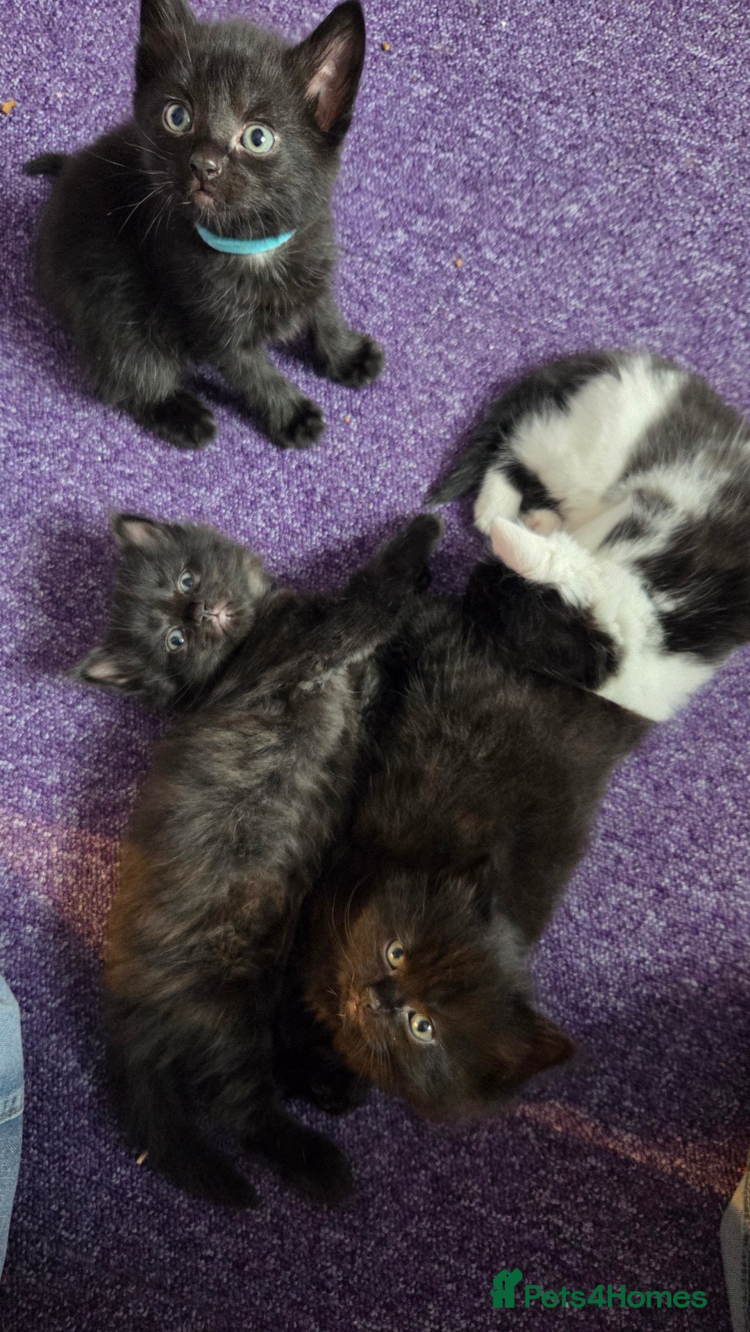 Mixed Breed cats for sale: One male and female tabby kittens  - Image 15