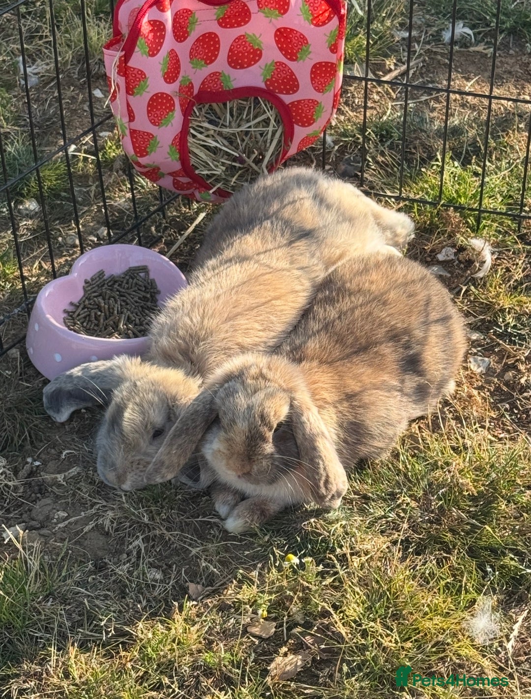 Mini Lop rabbits for sale: Very friendly mini lop & mixed breed lop - females - Advert 1