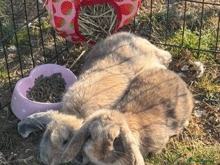 Mini Lop rabbits Very friendly mini lop & mixed breed lop - females - Advert 3
