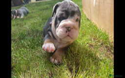 English Bulldog dogs for sale: *REDUCED* English Bulldog Puppies - Image 28