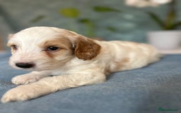 Cockapoo dogs for sale: Cocker Spaniel x Cockapoo Puppies Ready Soon  - Image 32