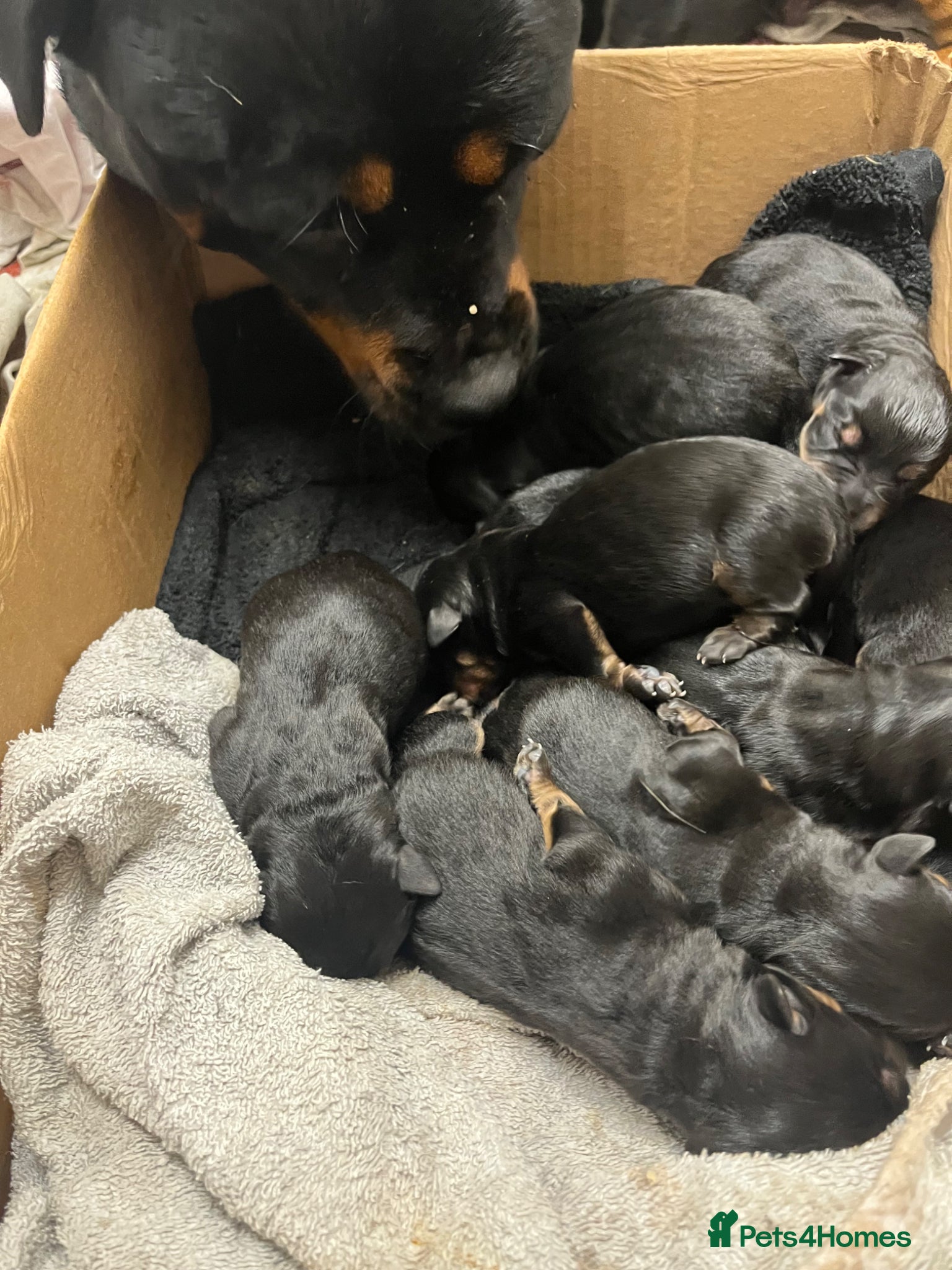 Rottweiler dogs for sale: Beautiful Chucky rottie pups - Advert 8
