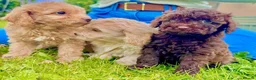 Cavapoo dogs for sale: F2 cavapoo boys  - Advert 7