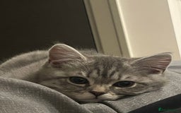 Scottish Fold cats for sale: Playful 1 Year Old Half Scottish Fold × Persian - Image 4