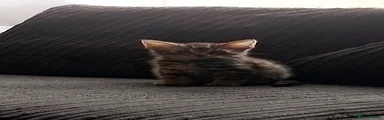 Mixed Breed 4
