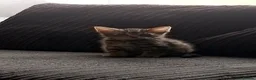 Mixed Breed cats for sale: Lovely kittens looking for forever home - Advert 2