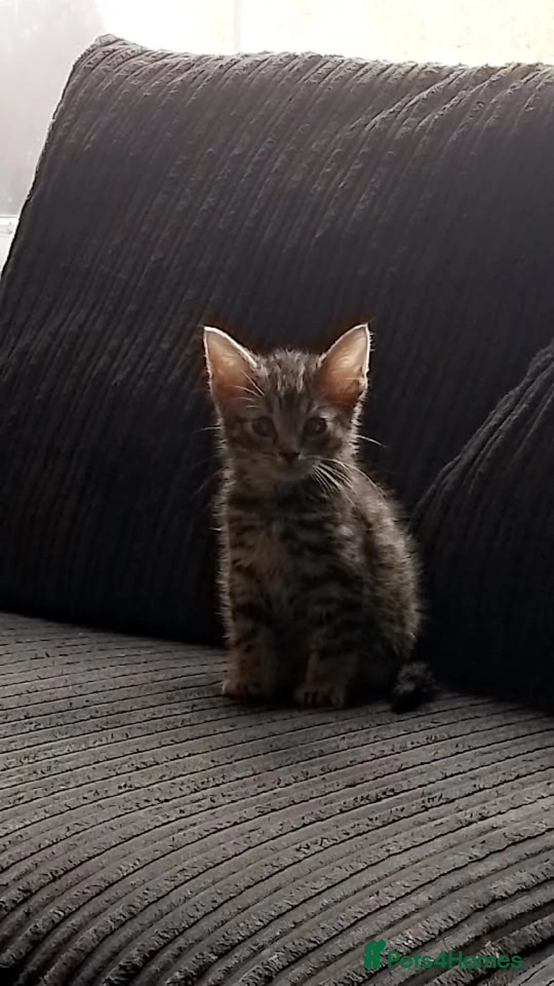Mixed Breed cats for sale: Lovely kittens looking for forever home - Advert 2