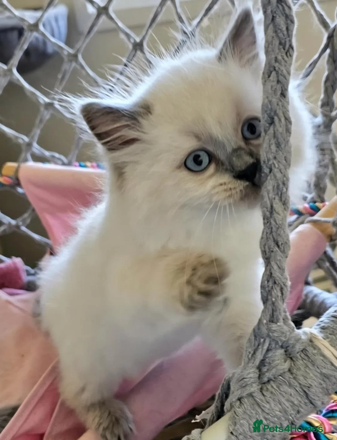 Ragdoll cats for sale: Gorgeous blue point Rag doll kitties - Advert 5