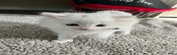 Mixed Breed cats for sale: Mixed breed Turkish Angora (mum) kittens  - Advert 14