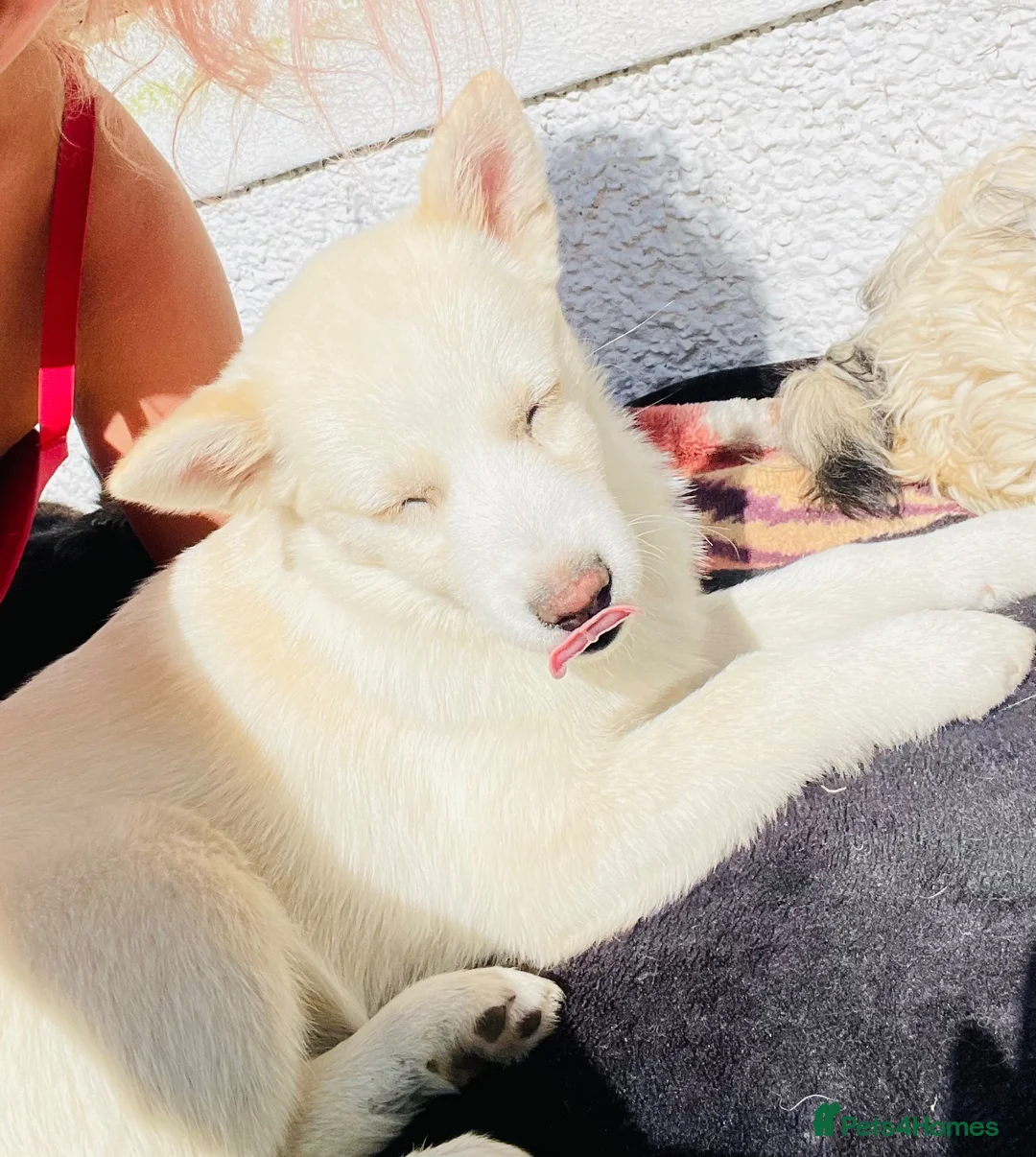 Pomsky dogs for sale: Pomsky Miniature Husky looking for a new home  - Advert 6