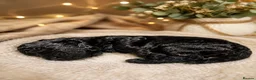 Cockapoo dogs for sale: 5⭐️ BEAUTIFUL TOY COCKAPOO PUPPIES⭐️⭐️  - Advert 8