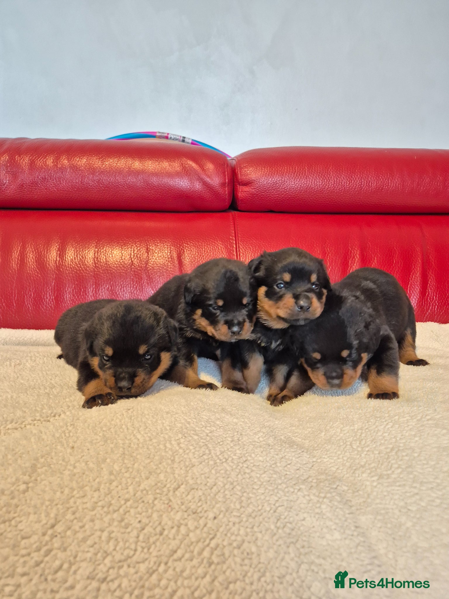 Rottweiler dogs ROTTWEILER PUPPIES FOR SALE  - Advert 1