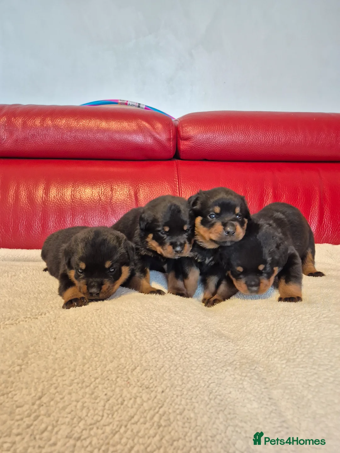 Rottweiler dogs for sale: ROTTWEILER PUPPIES FOR SALE  - Advert 1