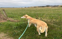 Canaan Dog dogs for adoption: Sahara  - Advert 3