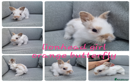 Mini Lop rabbits for sale: Pure mini lops & pure lionhead babies  - Image 4