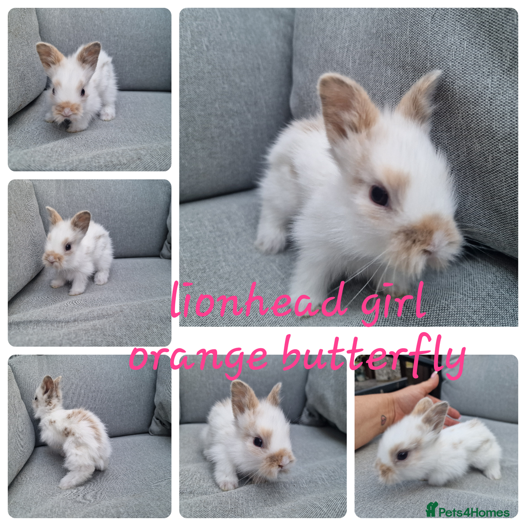 Mini Lop rabbits for sale: Pure mini lops & pure lionhead babies  - Image 4